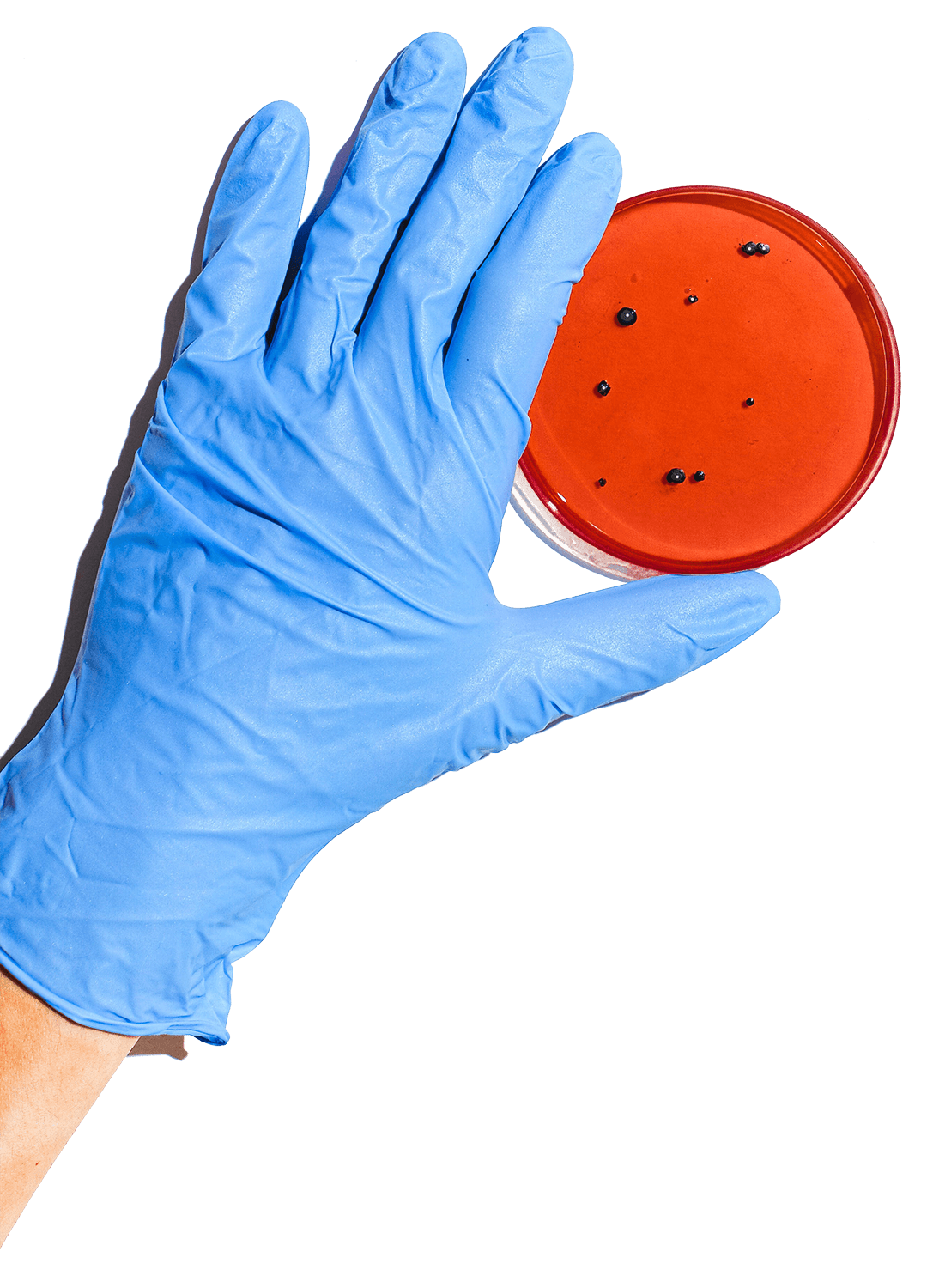 Photo of a petri dish